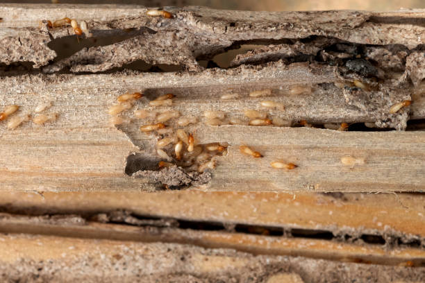 Best Pest Control Near Me in Hoschton, GA