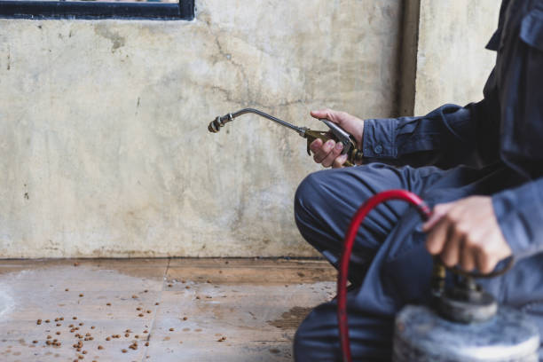 Best Ant Control Services  in Hoschton, GA