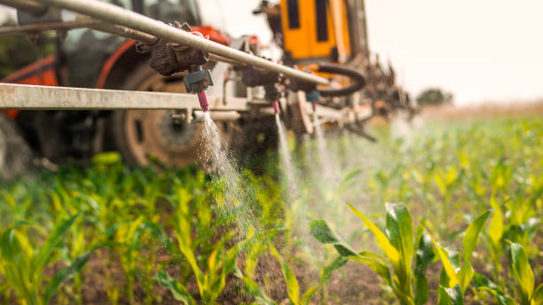Insect Control in Hoschton, GA